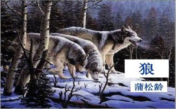 《狼》读后感800字最新5篇