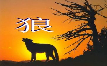 《狼》读后感800字参考5篇