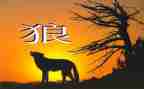 《狼》读后感800字参考5篇
