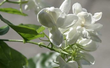 《爱如茉莉》教案6篇