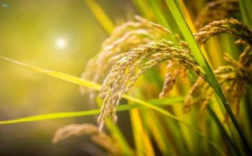 粮食类调研报告范文6篇