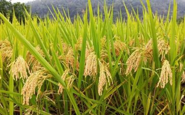 粮食安全工作总结8篇