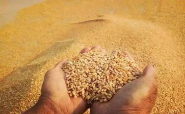 以节约粮食为主题演讲稿8篇