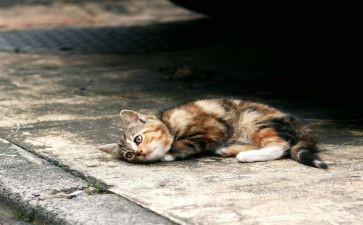 流浪猫作文优质7篇