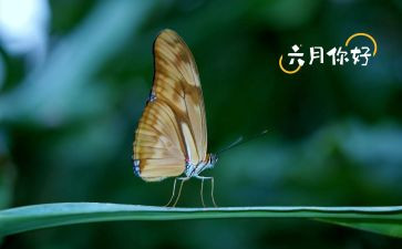 六月份教师工作总结5篇
