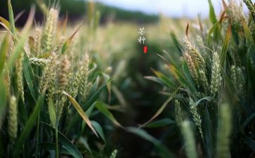 芒种节气的作文5篇