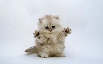 幼儿园老鼠画猫教案8篇
