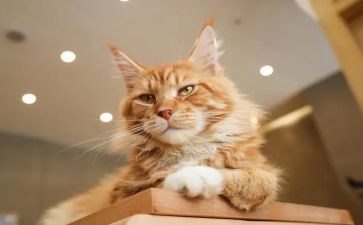 猫游记读后感推荐6篇
