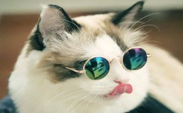 猫与狗的故事读后感参考6篇