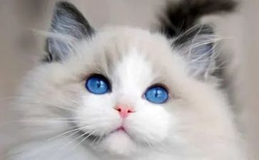 猫和狗的故事读后感精选5篇