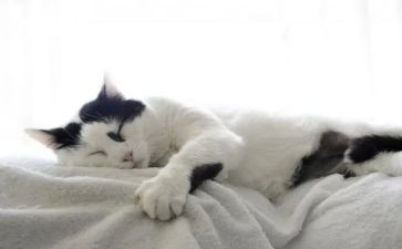狗猫鼠的读后感读后感7篇