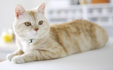 《猫》读后感600字作文模板6篇