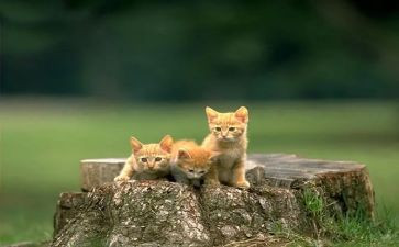 《猫》读后感600字最新5篇