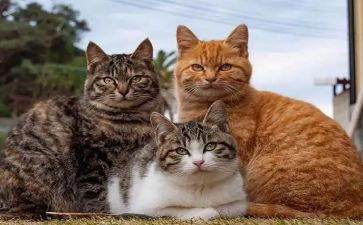 猫作文总结优秀5篇