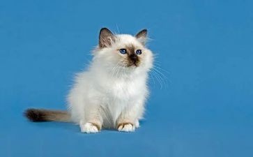 猫与狗的故事读后感优秀8篇