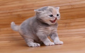 猫作文总结6篇