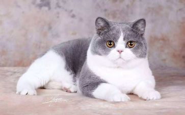 猫游记读后感优质5篇