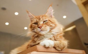 《猫》读后感1000字优秀6篇