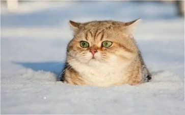 狗猫鼠读后感的读后感优质8篇