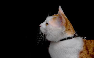 读流浪狗和流浪猫读后感参考6篇