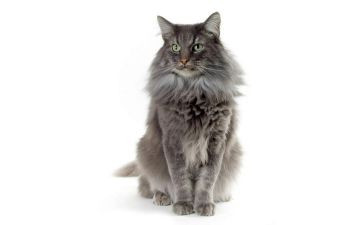 猫的日记的读后感7篇