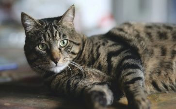 猫游记读后感5篇
