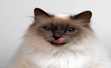 小班数学小猫钓鱼教案5篇