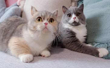 猫读后感两百字最新8篇