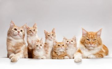 猫的作文300字优秀8篇