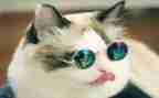 芒果猫读后感5篇