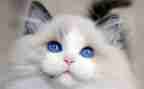 《猫》读后感600字作文优秀8篇
