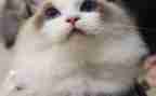 猫的作文100字模板8篇