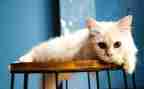 猫读后感范文优质7篇