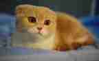 靳以的《猫》读后感200字优质8篇