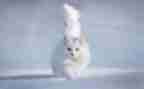 《猫》读后感500字精选6篇