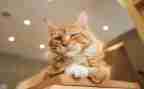 靳以的《猫》读后感200字模板8篇