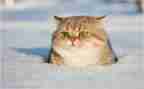 《猫》读后感600字作文通用5篇