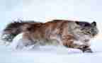 猫的读后感700字优秀6篇