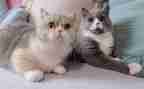 读流浪狗和流浪猫读后感推荐5篇