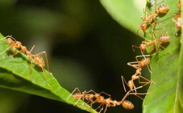 小蚂蚁运粮体育教案6篇