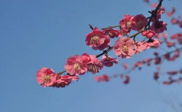 全国模范教师张桂梅心得体会8篇