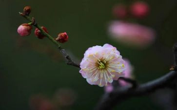 赞梅花作文500字6篇