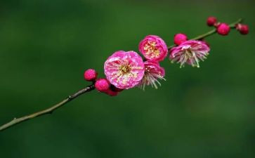 幼儿园梅花画教案5篇