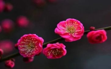 描写梅花作文精选8篇