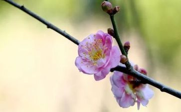 没梅花魂读后感最新5篇