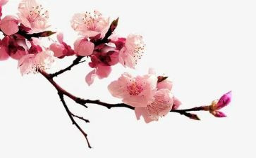 梅花门读后感模板8篇