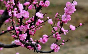 梅花节读后感5篇