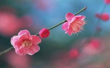 梅花豚读后感7篇