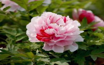 牡丹颂作文精选7篇