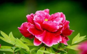 牡丹颂作文最新7篇